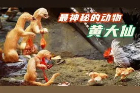 最神秘的动物-黄大仙，黄鼠狼真的能附身人体吗？解密千年之迷视频封面