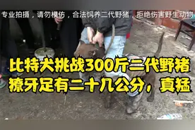 比特犬和杜高一起挑战300斤二代野猪，獠牙足有二十几公分，真猛