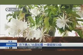 53朵昙花同时绽放瞬间