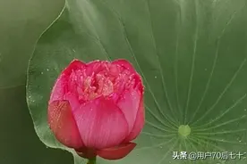 荷花节，佛山亚艺公园里的荷以大，艳，奇而著称，雨天难掩风韵。图片