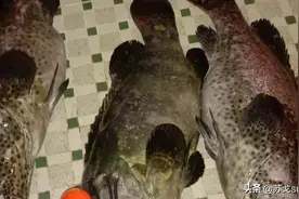 海钓路亚大石斑，三条鱼28斤，钓友们评论区告诉我你的记录是多少图片