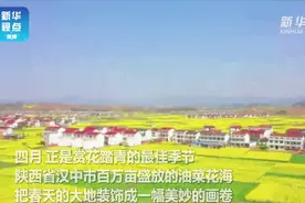 视频  |  美得闪眼！四月花海视频封面