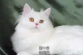 十大适合家养的猫咪，你最喜欢哪一个？视频封面