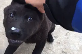 邻居家的纯黑田园犬非常正宗，请保护好这么优秀和古老的品种