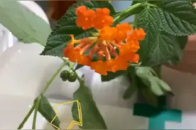 神奇的“野花-五色花”对龟腐皮疗效好视频封面