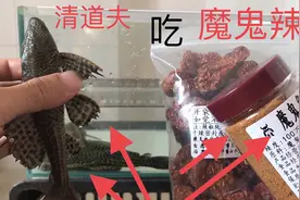 清道夫吃魔鬼辣椒，会有什么反应呢？