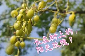 涨见识了！武汉紫阳公园里，有一棵硕果累累的“阳光玫瑰”大树？视频封面