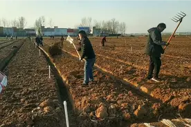 河南社旗，土地流转后村民们给菜地打工一天70元，这个模式也挺好视频封面