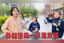 粉丝送来捡到的一只流浪猫，正准备收养，问清状况后：赶紧送回去