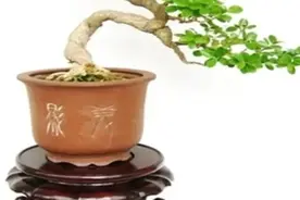 人不能看透 但一定要看开视频封面