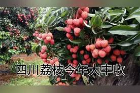 四川种了几十年的荔枝树终于挂果了，今年大丰收，价格可能很便宜视频封面