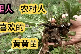 喝了几十年的黄黄苗，没想到喝错了。正确的喝法你知道吗？视频封面