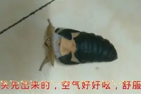 化茧成蝶的过程，好像还有羊水流出！视频封面