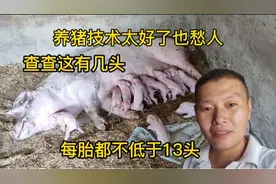 今天两头母猪生了30多头小猪，这怎么能养活，只怪自己技术太好。视频封面