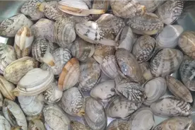 洗花蛤时有人放油有人放酒都不对，卖海鲜老板教我一招，快速吐沙