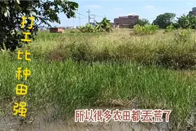 在城里打工的我们，老了还能回到故乡去吗？视频封面
