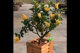 佛手的功效与作用