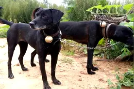 国产野生猛犬，食物靠自己捕猎，彝族凉山猎犬战力强悍视频封面