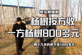 地头上杨树1方800元，1颗10几年的杨树才卖1000元！村里啥都便宜
