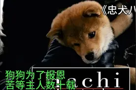 狗狗为了报恩，在原地等待主人数十年，直到最后……视频封面