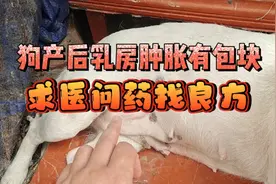 狗狗乳房肿胀有包块，不疼不痒30天，求医问药找良方视频封面