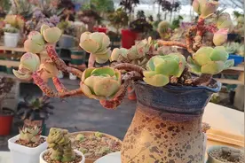 随手拿几棵卖不掉的碧桃多肉老桩，上盆后看看效果怎么样？视频封面