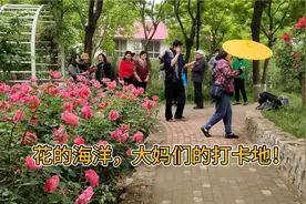 实拍石家庄最大的月季公园，百亩月季花竞相绽放，场面宏大！视频封面