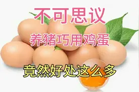 养猪巧用生鸡蛋 竟然好处这么多  建议收藏视频封面