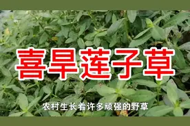 农村路边的，喜旱莲子草，别在当野草，价值高用处多，遇见请珍惜