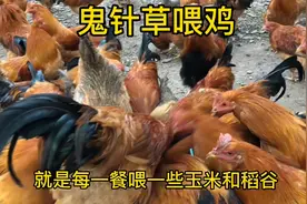 农村这样养鸡的，100多只鸡只喂两斤玉米一斤稻谷，肉质香成本低视频封面