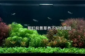草缸里的前景草养好的方法#草缸 #水族 #草缸造景 #水草