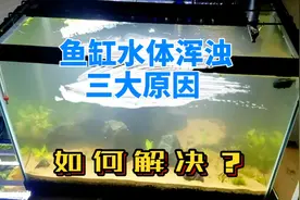 鱼缸水体浑浊三大原因，针对情况轻松解决视频封面