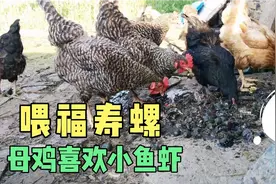 阿金每天喂母鸡吃福寿螺，吃小鱼虾下蛋更多，大白鹅也来啄