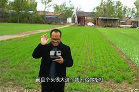 大蒜覆膜有什么好处，过了年薄膜还要不要揭掉，听老四是怎么说的