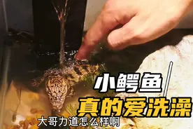 真正的小鳄鱼爱洗澡，原来游戏里都是真的视频封面