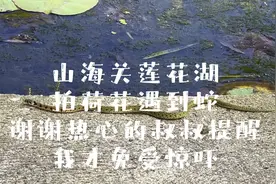 山海关莲花湖拍摄荷花遇到蛇，谢谢热心的叔叔提醒，我才免受惊吓视频封面