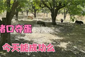 老妈肺癌吃车前草煮鹅蛋。散养猪屡次偷吃鹅蛋，今天能猪口夺蛋么视频封面