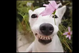 一女子和狗玩耍，最后竟然求助开锁师傅视频封面