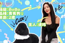 吴速玲分享贵宾狗bobo超贴心，自带叫起床服务！视频封面