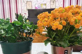 5、6月份养长寿花，需做3件事，不宜早，不宜晚，把握好时机花量