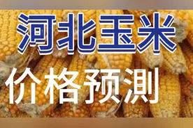 河北省17号玉米收购价格视频封面