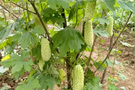 苦瓜只长秧子不结瓜，用这个方法整枝，10天之后，一株挂果十几条