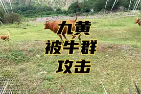跟狗子野营吃野鱼，被牛群群起而攻之视频封面
