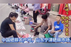 走近蟋蟀名产地，山东宁津蟋蟀市场，疫情下的蟋蟀交易现状！视频封面