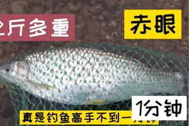 60年的人生，第1次见钓鱼高手。1分钟的时间上鱼，你认为高手吗？视频封面