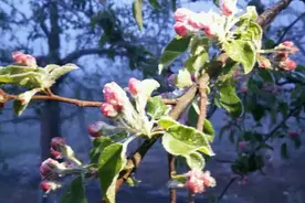 4.14的陕西洛川富县的霜冻视频封面