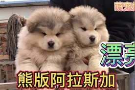 熊版阿拉斯加灰桃，落户云南新家享福，长大体重达到170左右视频封面