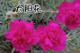夏天的主角太阳花！生命力旺盛，开花漂亮，边开边扦插，越来越多视频封面