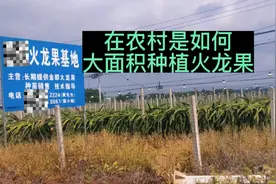 火龙果是如何种植的