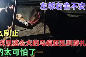 买来的大马第一夜就疯狂嚎叫挣扎，吓得四邻难安，这可如何是好？视频封面